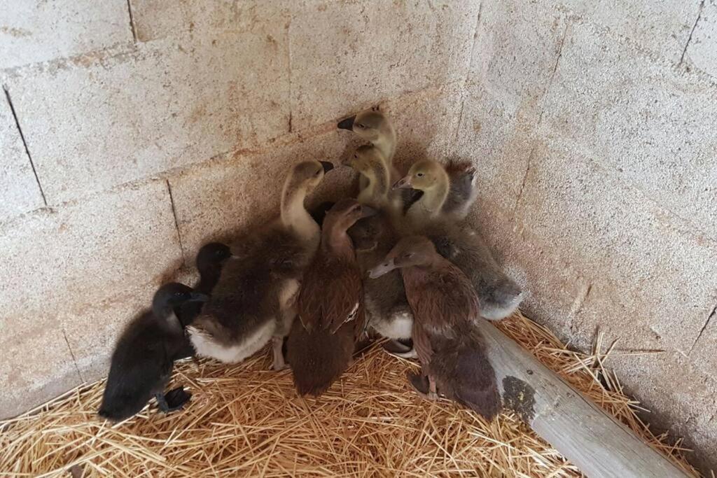 Finca La Caprichosa De Dancos Lillo Esterno foto