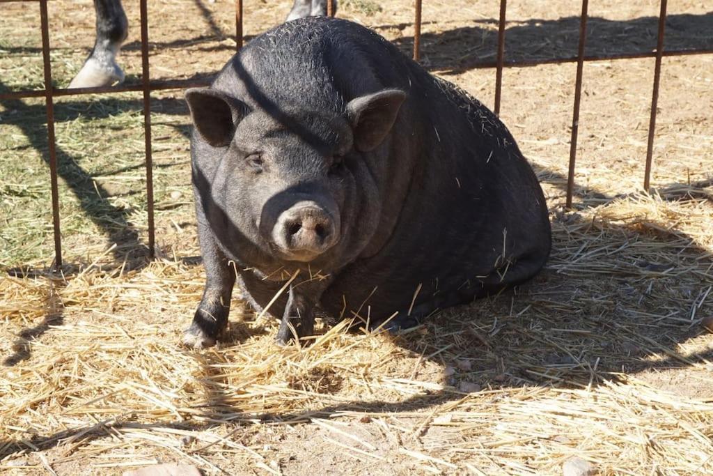 Finca La Caprichosa De Dancos Lillo Esterno foto